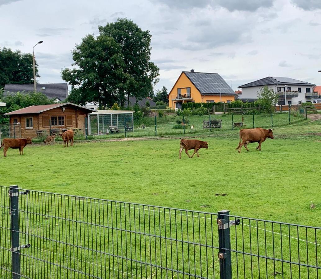 Ferienwohnung Zur Dexter-Zucht Coswig Coswig (Anhalt) Exterior foto