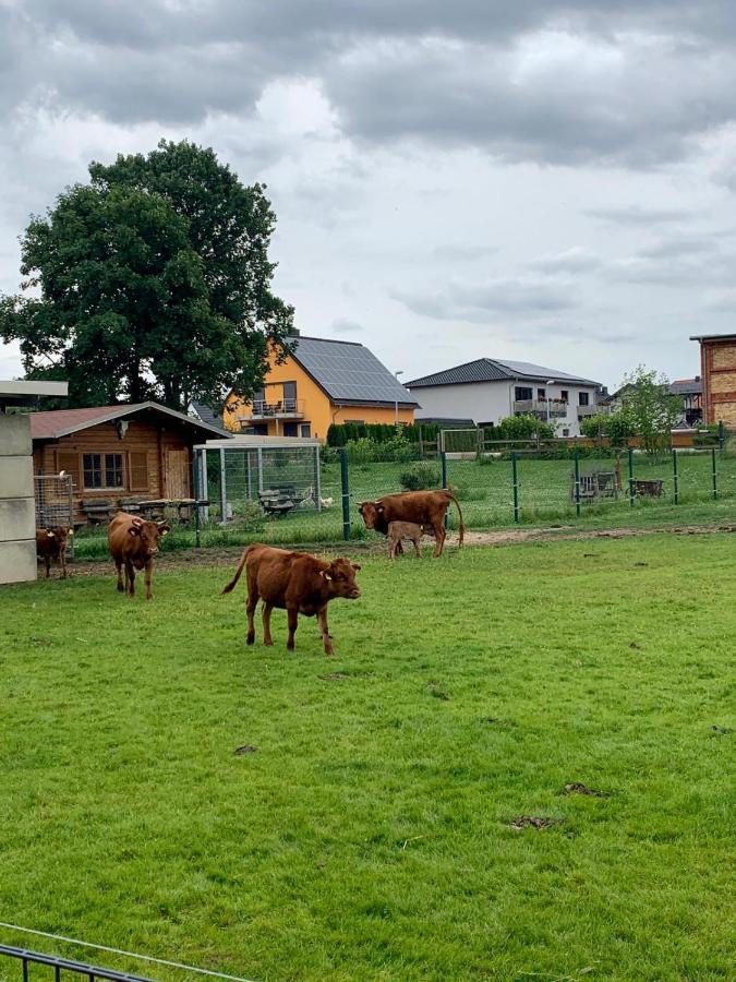 Ferienwohnung Zur Dexter-Zucht Coswig Coswig (Anhalt) Exterior foto